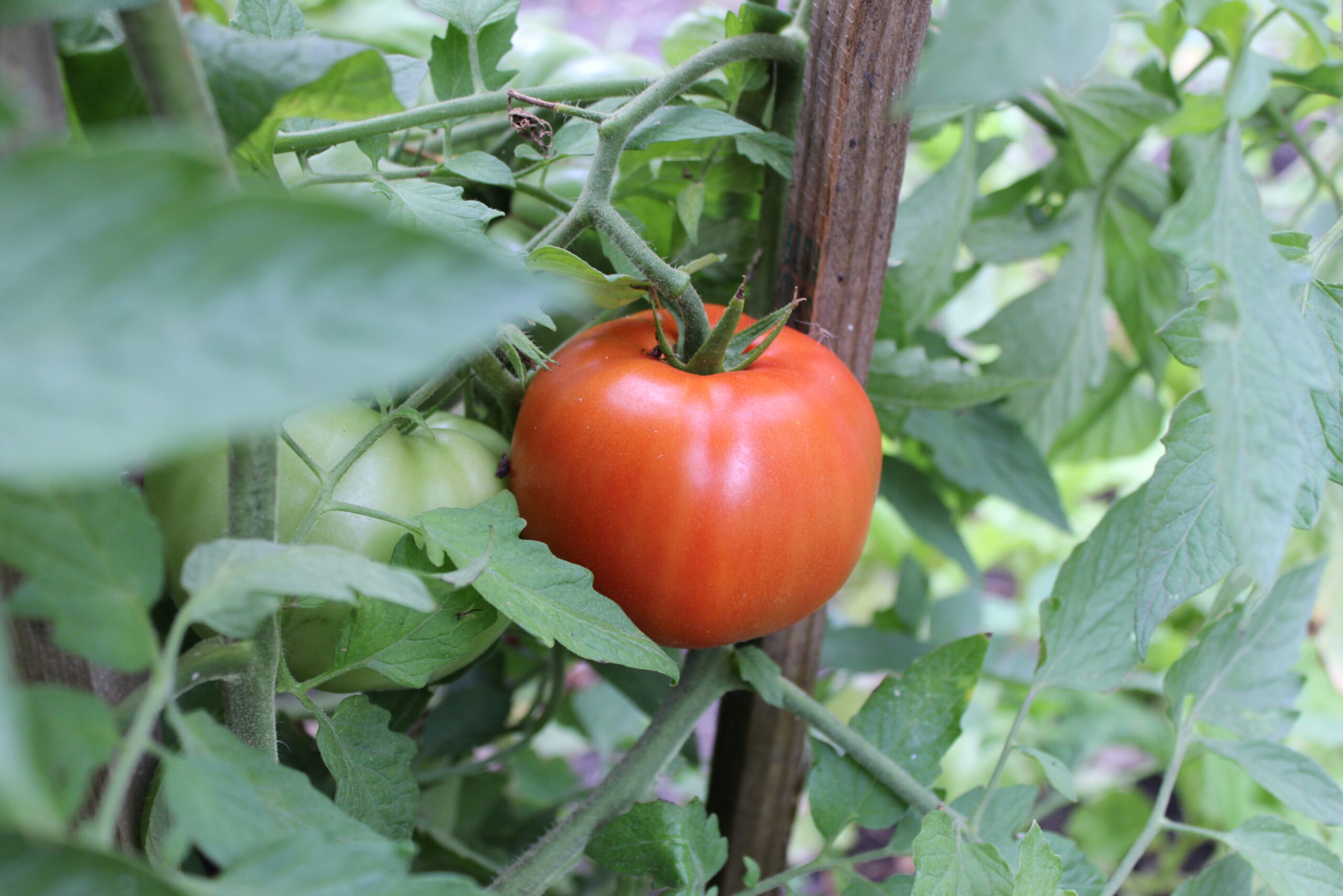 A round red tomato growing in a garden.